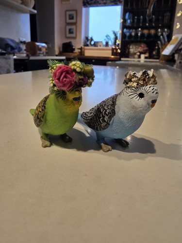 Budgerigar budgie pair - pair, of