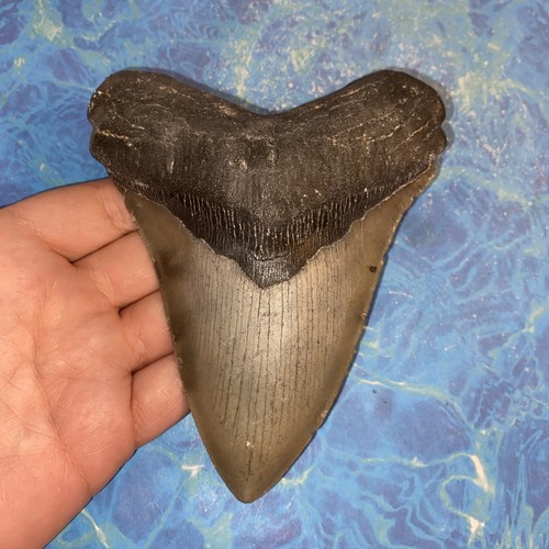 Megalodon shark tooth - tooth, 5.30”