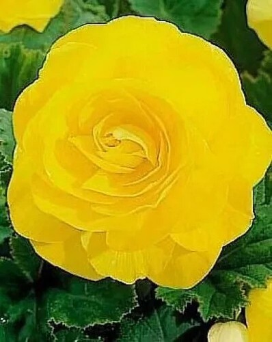 Yellow double flowering - yellow,