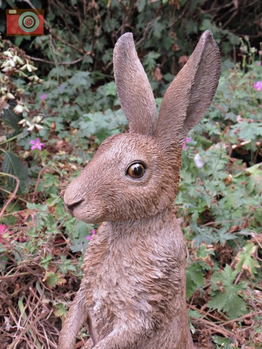 Standing hare life - hare,