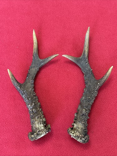 Pair roe deer antlers - of,