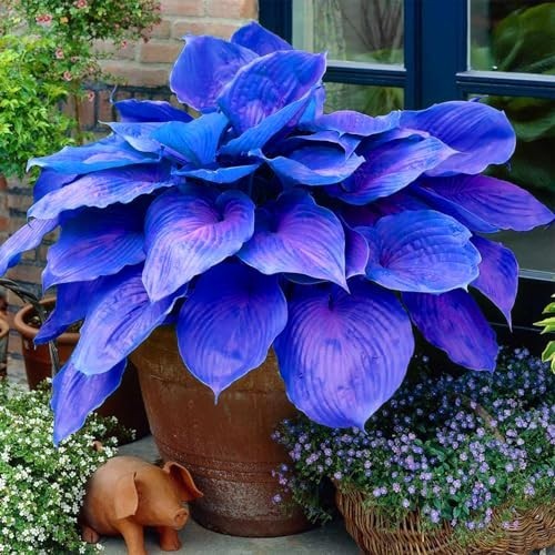 100 blue hosta plant seeds - hosta,