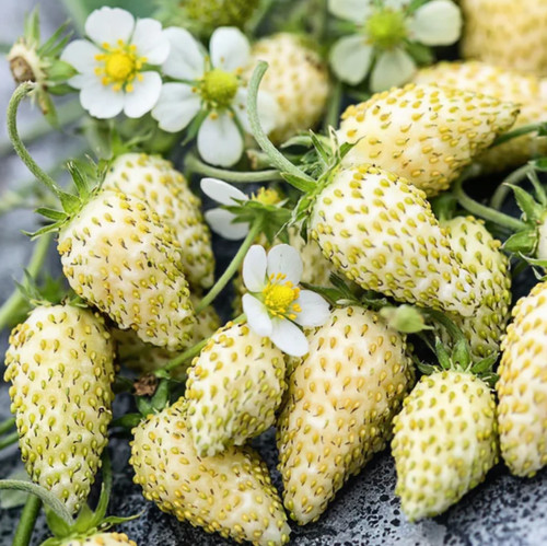 Alpine strawberry white soul - alpine,