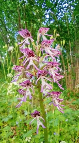 Orchis x angusticruris - 1,
