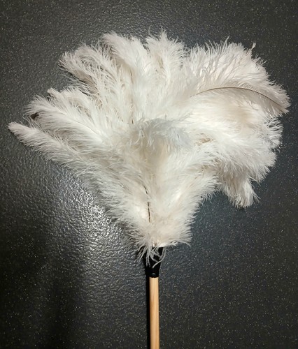 Large white ostrich feather - ostrich,