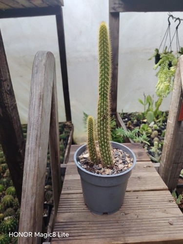 Cleistocactus winteri golden - winteri,