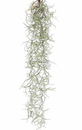 Spanish moss mini long - spanish,