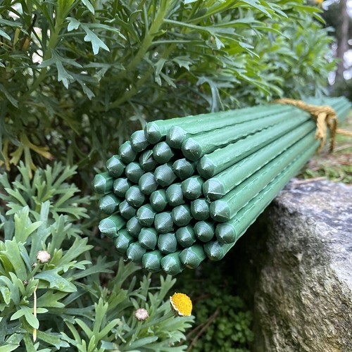 Plant support stakes - plant,