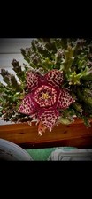 Starfish Plant - Succulent Cuttings x 2 Unusual Stapelia Orbea Variegata