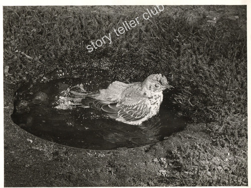 The mistle thrush - , turdus