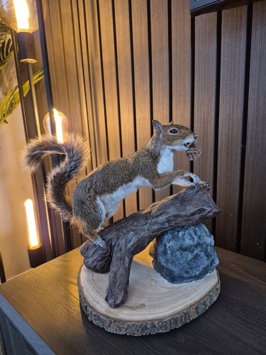 Taxidermy grey squirrel - taxidermy,