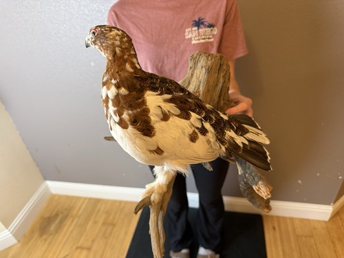 Taxidermy ptarmigan bird - ptarmigan, wall