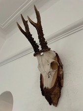 Fine Antlers of a Roe Deer 611