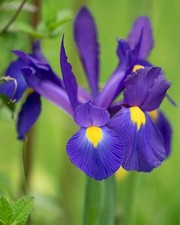 40 x Dutch Iris Blue Magic