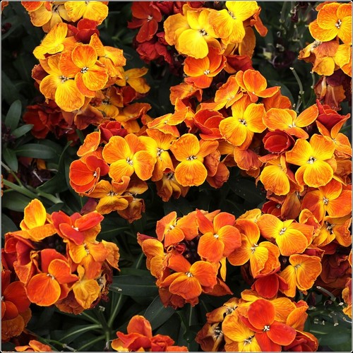Wallflower sugar rush - rush', orange