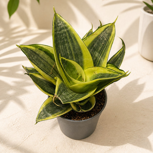 Golden hahnii snake - golden, plant
