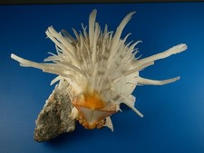 Spondylus americanus, Great Sculpture & Color, 154mm, Florida Shell G310