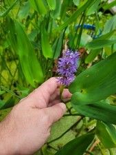 Bog plant Pack 45 To 50 Plants