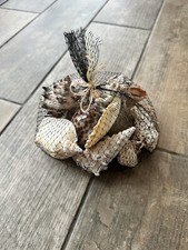 Bundle of Mixed Shells Conch