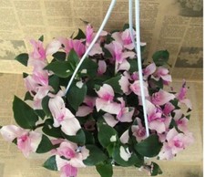 1x ROOTED Tradescantia Blushing Bride Cutting House Plant, Sent Boxed