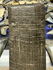 BIG 5.2” GIANT GROUND SLOTH FOSSIL EREMOTHERIUM TOOTH SOUTH CAROLINA