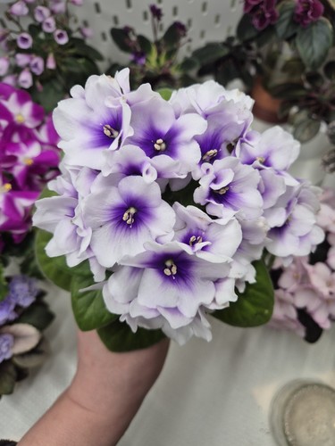 Miniature african violet - african, 'cool