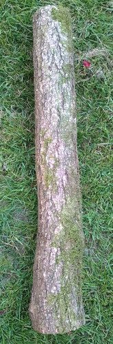 Seasoned and spalted long oak