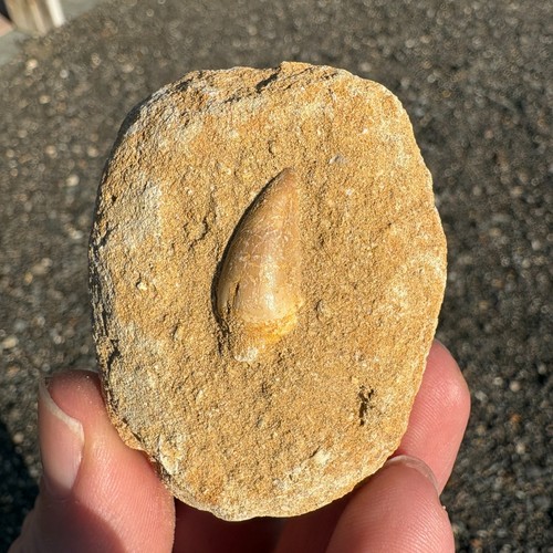Mosasaur tooth fossil - mosasaur,