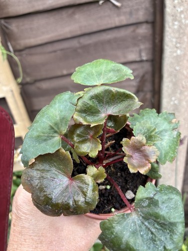 Saxifraga blackberry and - saxifraga,