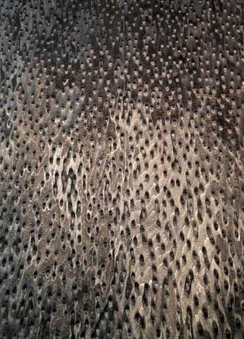 Birdseye veneer shell black - birdseye,