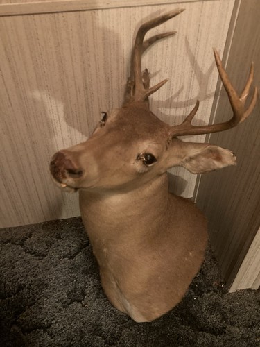 Vintage deer taxidermy - vintage,