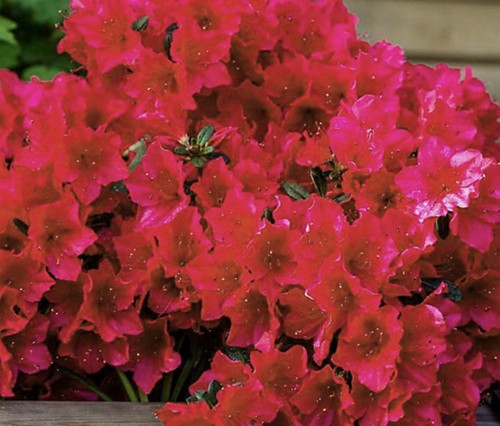 Azalea arabesk red - 1, x