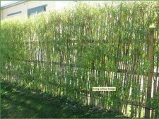100 Willow cuttings