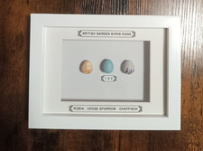 Framed Replica British Birds Eggs In White Wooden Frame