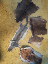 Animal Skins