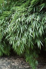 Fargesia rufa - Bamboo Rufa