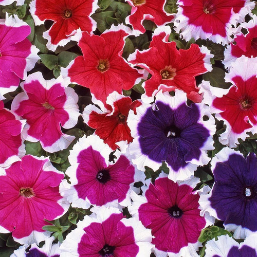 Petunia frost mix 25 - mix,,