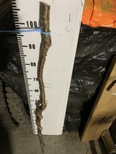 Birch TWISTY Twistie Seasoned