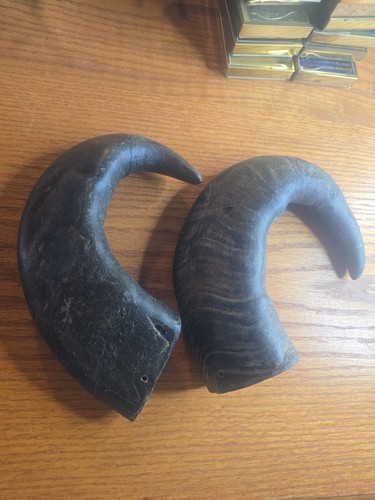 Authentic animal horns 1 - animal,
