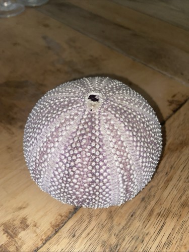 Sea urchin shell - urchin,