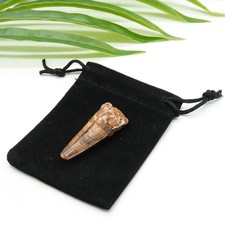 Spinosaurus Tooth Dinosaur