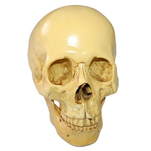 Human skull replica resin - human,