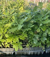 Quercus Robur English Oak