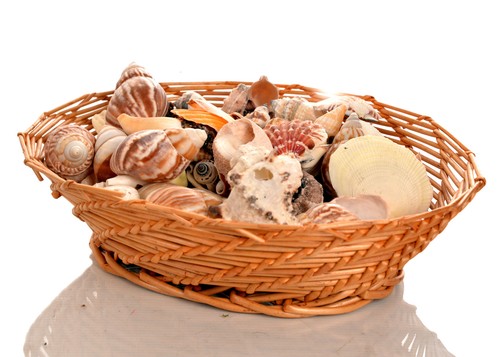 900g assorted seashells - 900g,