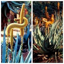 ALOE CASTANEA (YELLOW) - Rare Cats Tail Aloe Vera -10 x Succulent Plant Seeds