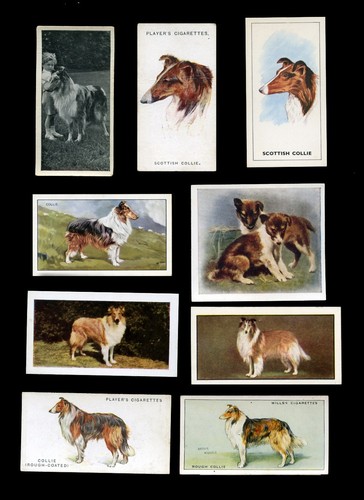 Rough collie lassie - lassie, sheepdog