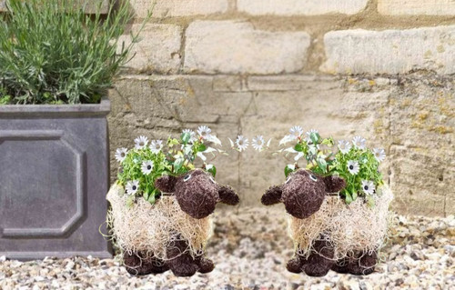 Garden flower plant - garden,