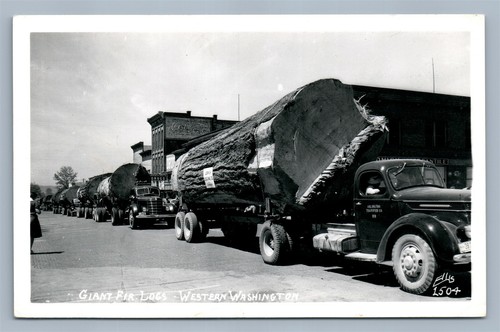 Western washington giant - western,