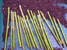 Premium Willow Cuttings -