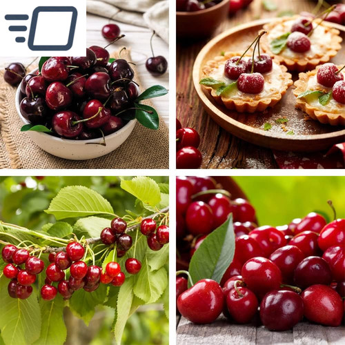 Potted mini fruit tree cherry - tree,